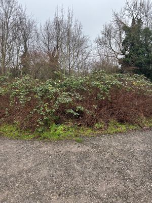 Photo 1- click for photo gallery